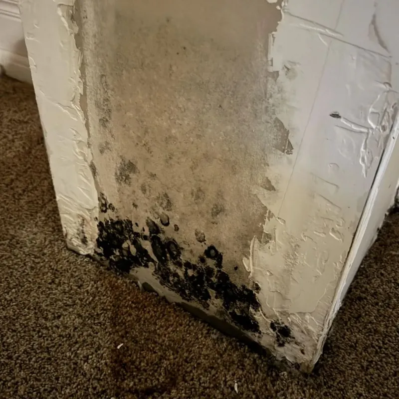 Professional Mold Removal in Grantsville, UT